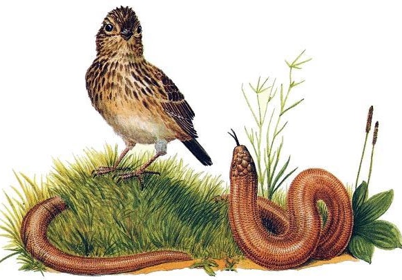 Аудиосказка Чьи это ноги