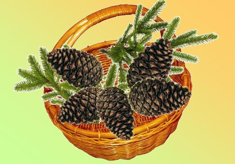 Аудиосказка Еловые шишки