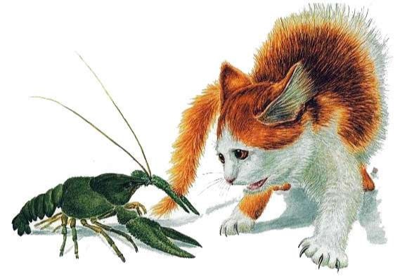 Слушать Аудиосказка Где раки зимуют Аудиосказка Где раки зимуют