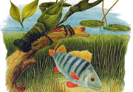 Аудиосказка Хвосты