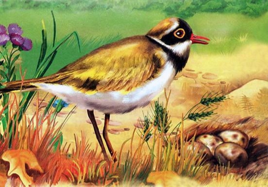 Аудиосказка Яйца