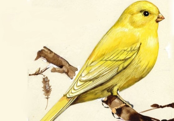 Аудиосказка Музыкальная канарейка