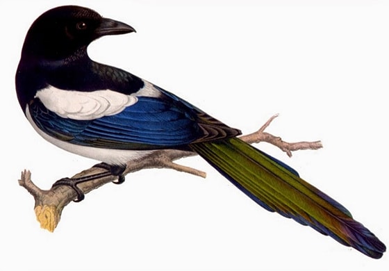 Аудиосказка Отчего у сороки такой хвост