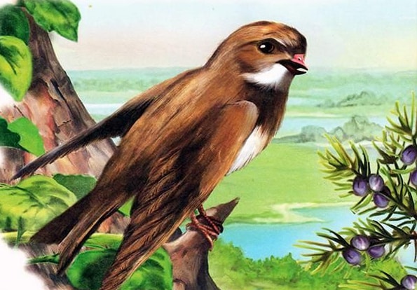 Слушать Аудиосказка Птичьи сутки Аудиосказка Птичьи сутки