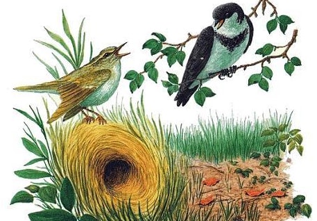 Аудиосказка Свейки