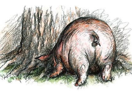 Аудиосказка Свинья