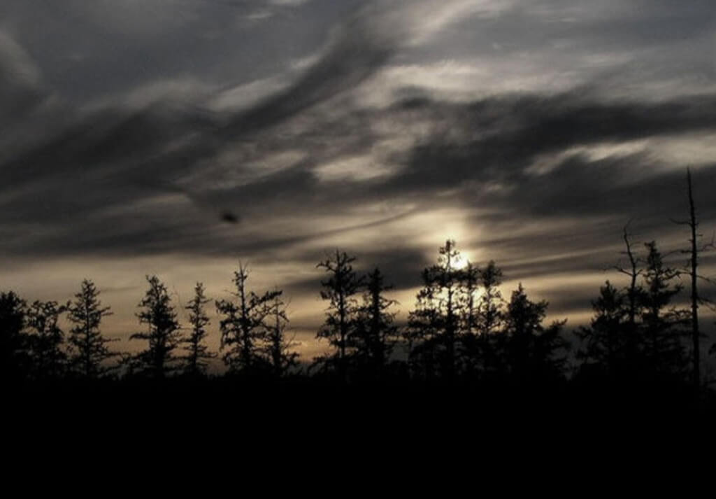 Слушать Аудиосказка Тайна ночного леса Аудиосказка Тайна ночного леса