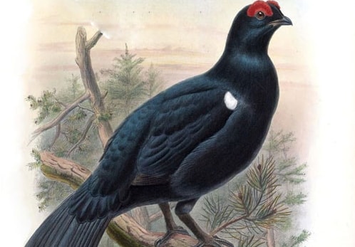 Аудиосказка Терентий-Тетерев