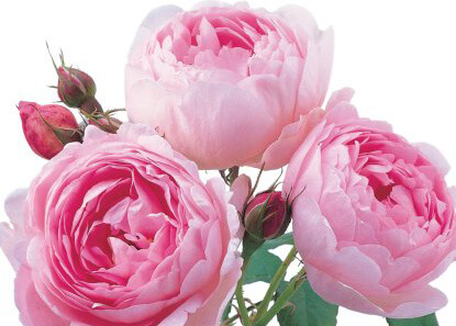 Аудиосказка The English Roses