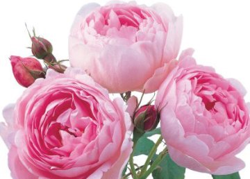 Аудиосказка The English Roses
