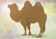 Верблюд
