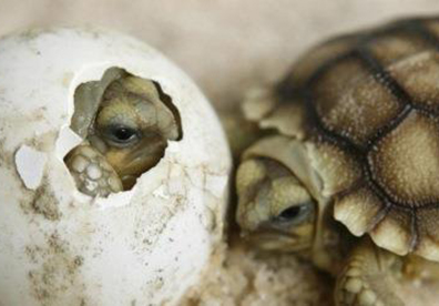 Черепашонок