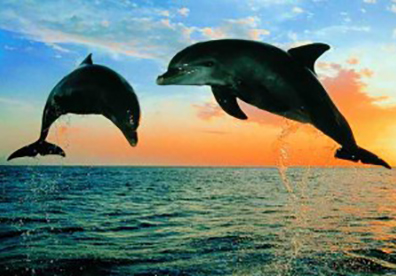 Дельфины