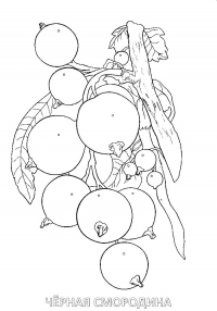 Раскраска 