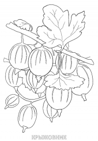 Раскраска 