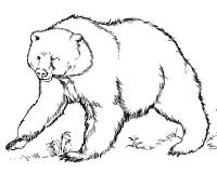 Раскраска 