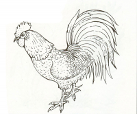 Раскраска 