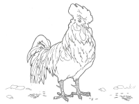 Раскраска 