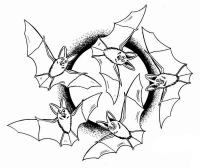 Раскраска 