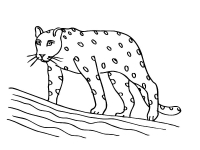 Раскраска 