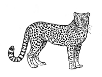 Раскраска 
