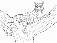 Раскраска 