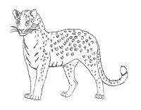 Раскраска 