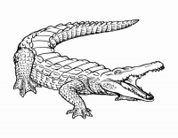 Раскраска 