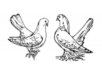 Раскраска 