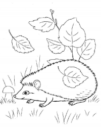 Раскраска 