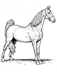 Раскраска 