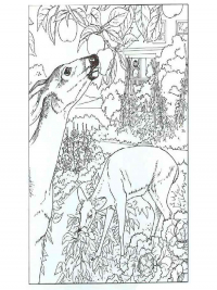 Раскраска 