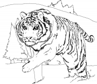 Раскраска 