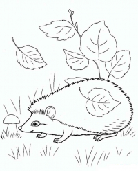 Раскраска 