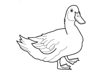 Раскраска 