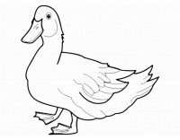 Раскраска 