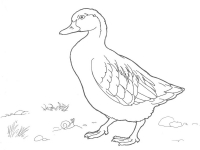 Раскраска 