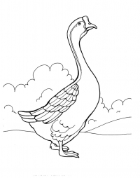 Раскраска 
