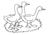 Раскраска 