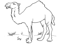 Раскраска 