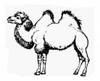 Раскраска 