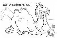Раскраска 