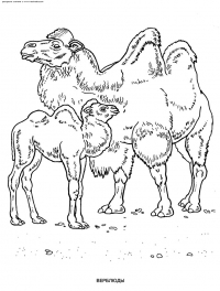 Раскраска 