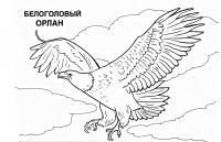 Раскраска 