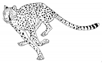 Раскраска 