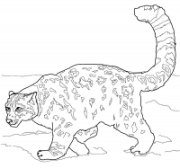 Раскраска 