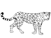 Раскраска 