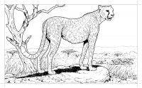 Раскраска 
