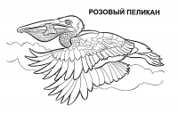 Раскраска 
