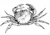 Раскраска 
